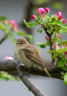 Chiffchaff, fruit tree blossoms, phylloscopus collybita, zilpzalp, birds, spring, high size,
