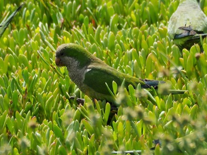 A green parrot, the monk parakeet (Myiopsitta monachus), perched in dense vegetation, Gran Canaria,