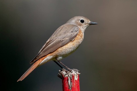 Garden redtail, Phoenicurus phoenicurus, redstart, birds, female, garden birds, passeri, songbirds,