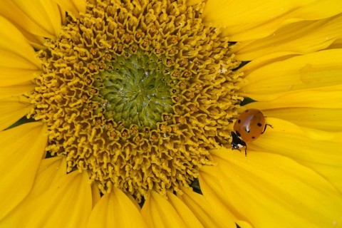 Seven-spot ladybird or ladybug (Coccinella septempunctata) adult insect on a garden Sunflower