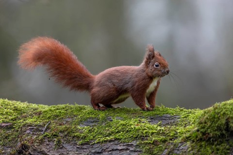 The long bushy tail serves the squirrel (Sciurus vulgaris) as a balance equaliser when climbing and