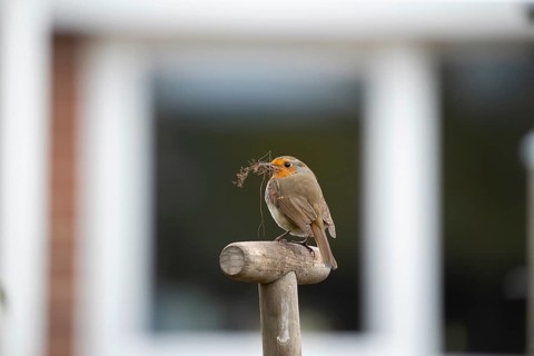 European robin (Erithacus rubecula) adult garden bird on a fork handle with nesting material in its