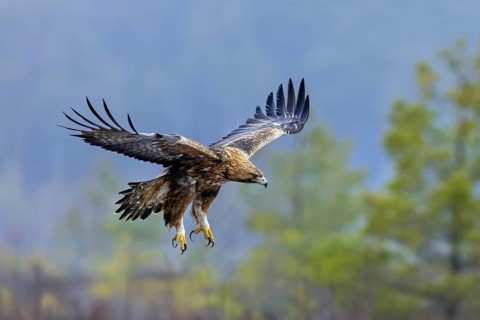 European golden eagle (Aquila chrysaetos chrysaetos) adult flying over moorland, heathland in