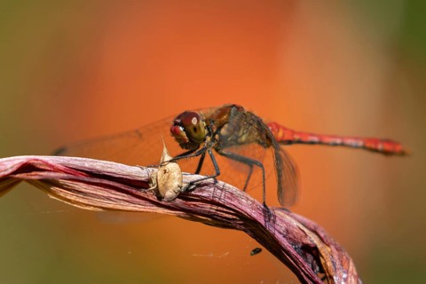 Common darter dragonfly (Sympetrum striolatum) adult male insect resting on a garden lily plant in