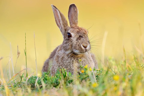A wild rabbit (Oryctolagus cuniculus) sitting in a meadow, North Rhine-Westphalia, Germany