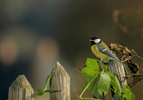 Great tit, great tit, parus major, birds, garden, garden fence, tits, passeri, songbirds,