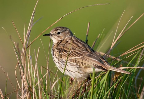 Anthus pratensis, meadow pipit, meadow pieper, birds, passeri, songbirds, birds