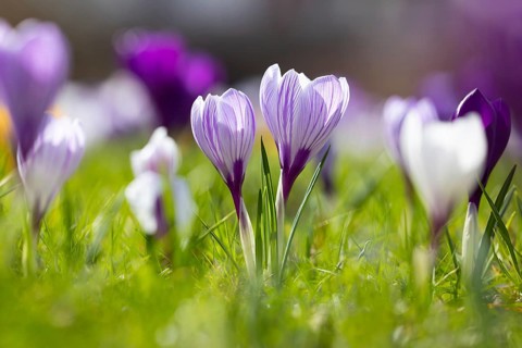 Close-up of lilac and white crocuses (Crocus sp.) blooming in flower garden in late winter, early