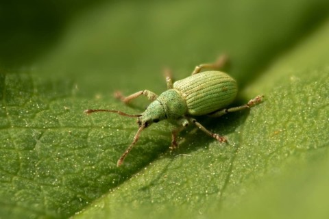 Leaf weevil, bluish nettle weevil, phyllobius virideaeris, yarrow leaf weevil, beetle, coleoptera,