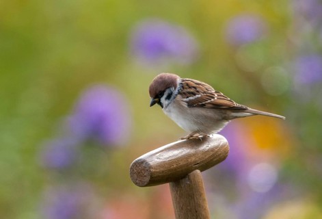 Tree sparrow, Passer Montanus, sparrow, tree sparrow, birds, garden, passeri, songbirds, sparrow,