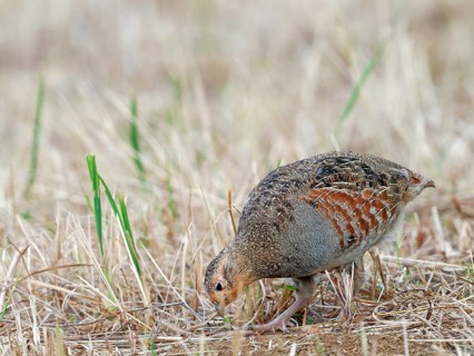 A partridge (Perdix perdix) foraging on a mown meadow, Solms, Hesse, Germany