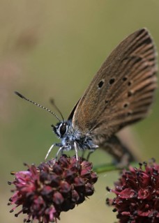 Ant blue, dark meadowbutton ant blue, dusky large blue, glaucopsyche nausithous, maculinea