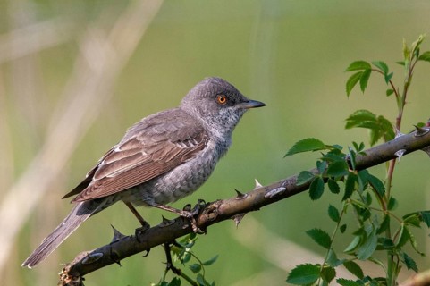 Barred Warbler, Brandenburg, Germany, Nabu, national natural heritage, Grünhaus natural paradise,
