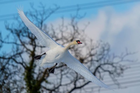 Mute Swan (Cygnus olor), wildlife, Germany. An elegant swan flies against a blue sky with a