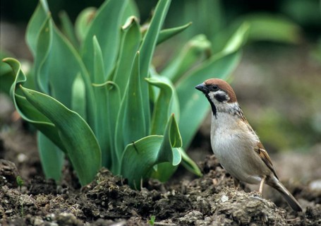 Tree Sparrow, Passer Montanus, Sparrow, Tree Sparrow, bed, Birds, Garden, Leo, Passeri, Patch,