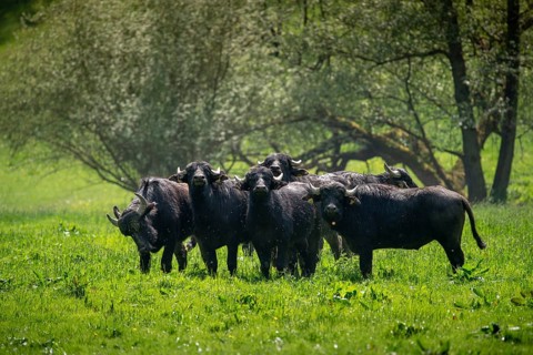 Artiodactyla, Bubalus Arnee, even-toed ungulate, cloven-hoofed, water buffalo, water buffalo,