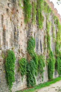 Caper bushes (Capparis spinosa) growing at the walls next to Pisa tower, Tuscany, UNESCO World