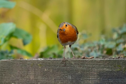 European robin (Erithacus rubecula) adult garden bird on a wooden sleeper, England, United Kingdom