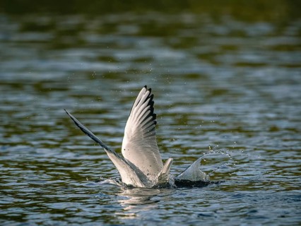 A black-headed gull swooping, Ümminger See, Bochum, Ruhrpott, North Rhine-Westphalia, Germany