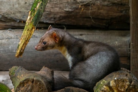 Beech marten, stone marten (Martes foina) sitting on pile of firewood next to wooden barn, farm