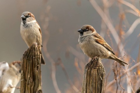 House sparrow, Passer domesticus, sparrow, birds, garden, garden fence, male, passeri, songbirds,