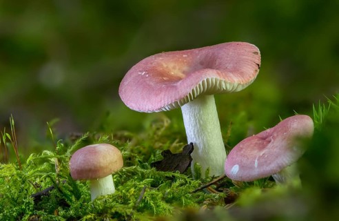 Birch spade dove, birch spike, Russula betularum, Russula emetica var. betularum, birch