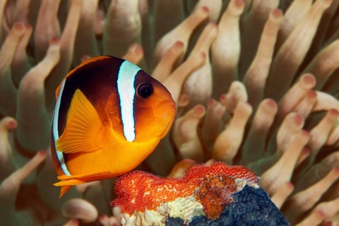 Red Sea anemonefish (Amphiprion bicinctus), male, during brood care in front of host anemone