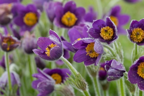Pasqueflower (Pulsatilla vulgaris) flowers in grassland, Suffolk, England, United Kingdom