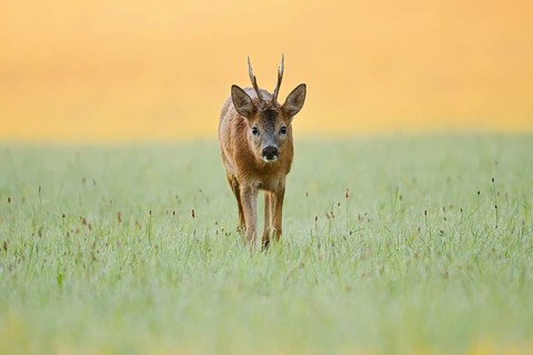 European roe deer (Capreolus capreolus), a roebuck standing in a meadow, North Rhine-Westphalia,