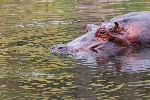 Portrait of a fully grown hippopotamus (Hippopotamus amphibius) standing in shallow water.