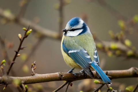 Blue tit, parus caeruleus, birds, tits, passeri, songbirds, songbirds, tits, birds