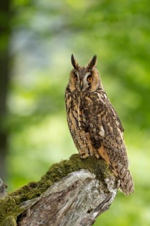 Owl with an intense gaze on a moss-covered branch in a dense forest, long-eared owl (Asio otus),