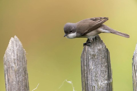 Rattleswarbler, Lesser Whitethroat, Sylvia Curruca, Birds, Garden, Garden Fence, Passeri,
