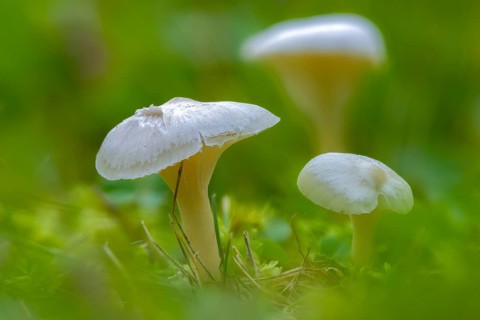 Camarophyllus virgineus, cuphophyllus virgineus, ellerling, glassy white ellerling, hygrocybe