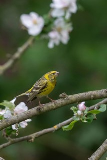 European Serin, serine, serinus serinus, birds, high size, portrait format, male, passeri,