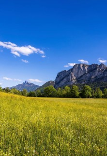 Flower meadow with Schafberg and Drachenwand, spring, Mondsee, Mondseeland, Salzkammergut, Upper