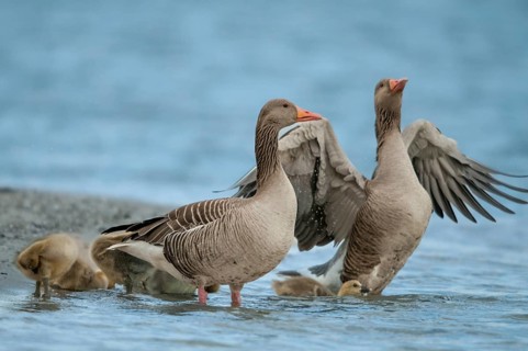 Anser Anser, Greylag or Graylag Goose, Grelag Goose, Anatidae, Birds, Duckbirds, Goose, Geese,