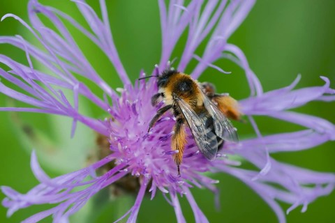 Brown-rumped trouser bee (Dasypoda hirtipes) on knapweed flower, Lower Saxony, Germany
