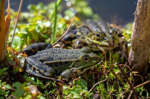 Two pond frogs (Pelophylax esculentus) in a garden pond, Botanical Garden, Erlangen, Middle
