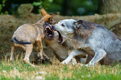 Timberwolf, wolf, American wolf (Canis lupus lycaon), Germany, wolves and pups in an intense