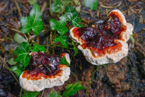 Ganoderma lucidum, shiny lacquer porling, ling zhi, reishi, fungi, fungus, mushrooms