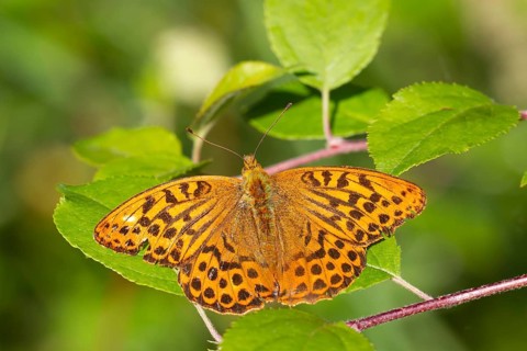 Silver-washed fritillary butterfly (Argynnis paphia) adult insect resting on a leaf in summer,