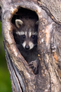 Raccoon (Procyon lotor), Minnesota, USA: A young raccoon, hidden in a tree hollow, with an alert