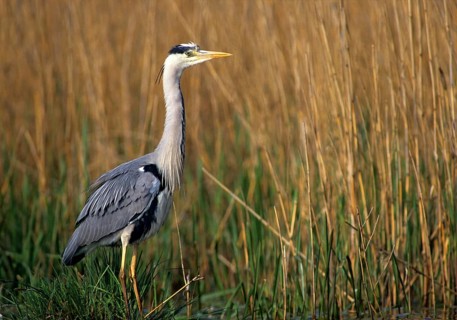 Ardea cinerea, heron, gray heron, adult, birds, ciconiiformes, adult, sexually mature, leo, heron,