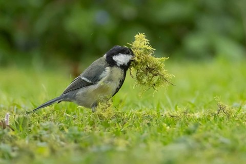 Great tit (Parus major) adult bird collecting moss from a garden lawn for nesting material in