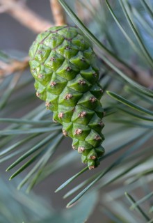 Baltic pine, Brandenburg, Germany, forche, common pine, pine family, Nabu, Nabu project, national