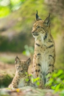 Eurasian lynx (Lynx lynx) mother with her youngster (cub) in a forest, Bavaria, Germany