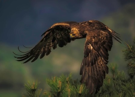 Golden eagle (Aquila Chrysaetos) in flight in the foothills of the Pyrenees in the province of