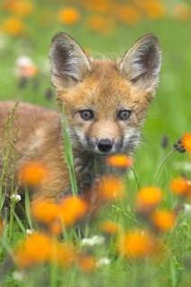 Red fox (Vulpes vulpes), Minnesota, USA. A young fox lies alertly in a flower-filled meadow,