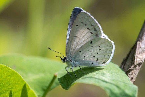 Celastrina argiolus, buckthorn blue, holly blue, blue, butterfly, insects, butterfly, butterflies,